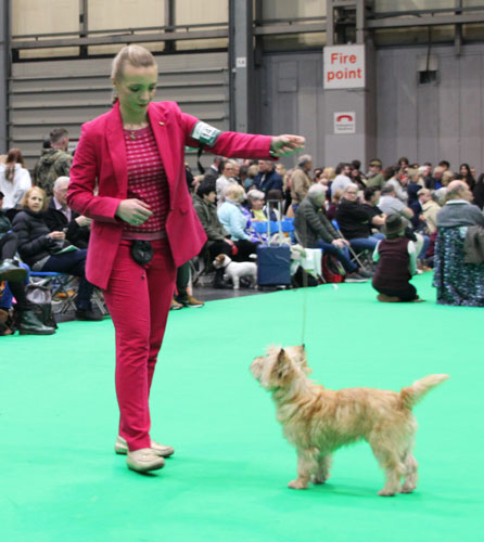 A person in a pink suit and red suit standing on a green floor with a dog on a leash

Description automatically generated