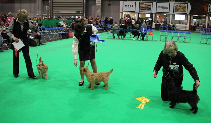 A person and dogs in a dog show

Description automatically generated