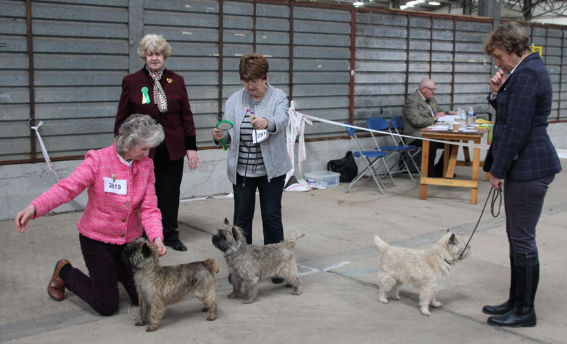 Several women standing next to several dogs

Description automatically generated