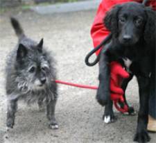 Can you give either of these dogs a new home?