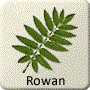 Celtic Tree - Rowan